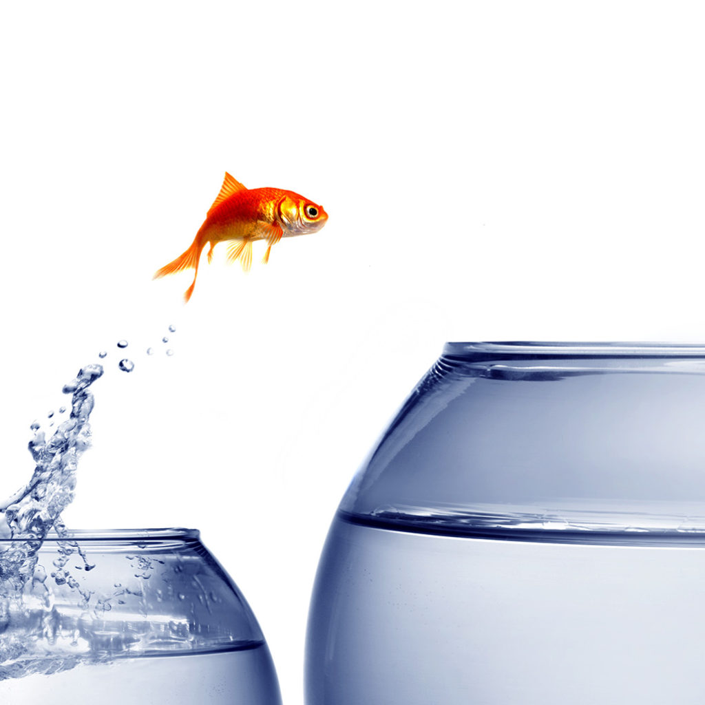 fish jumping out of bowl to a bigger bowl