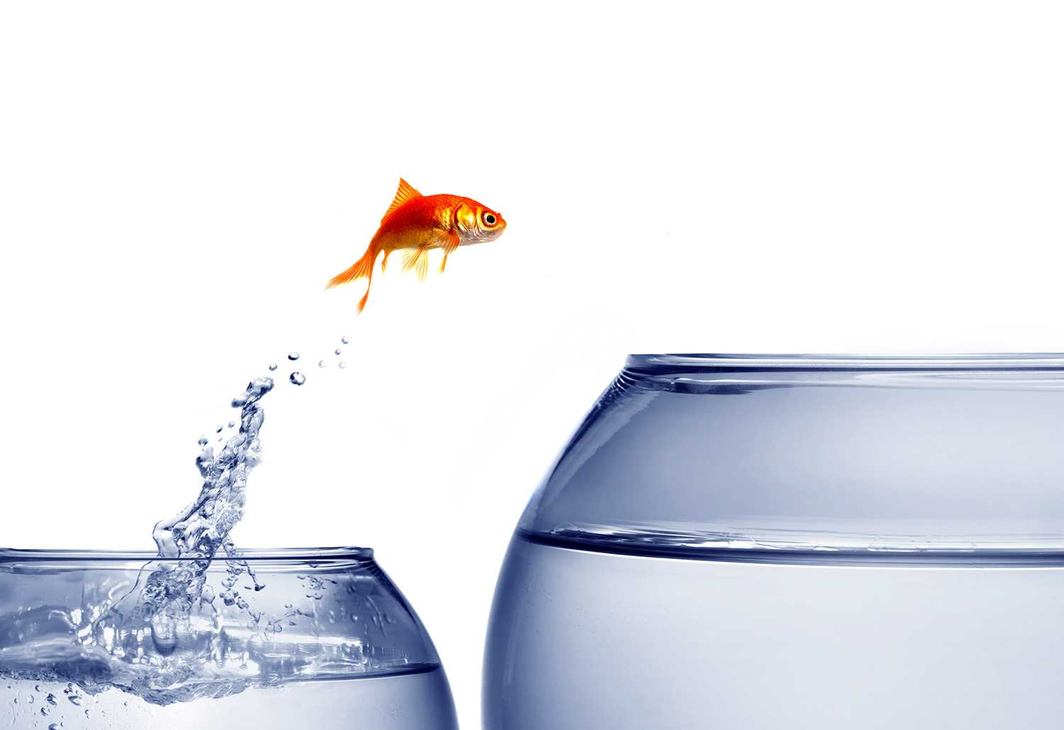 fish jumping out of bowl to a bigger bowl